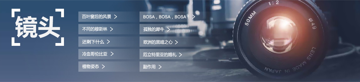 镜头|百叶窗后的风景|BOSA，BOSA，BOSA！|不同的穆斯林|孤独的犀牛|还剩下什么|欧洲的黑暗之心|冷血哥伦比亚|厄立特里亚的婚礼|植物姿态|副作用